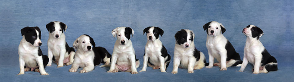 Border Collie Puppies in a Photoshoot