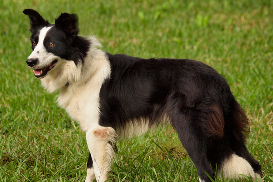 Border Collie Rescued in Texas named Colton