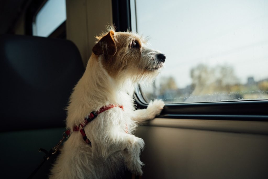 Travel with Dog