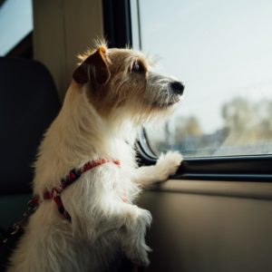 Travel with Dog