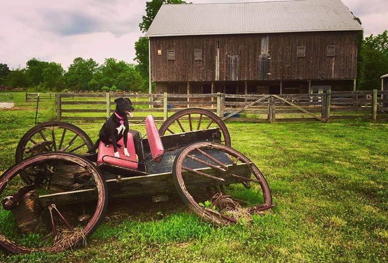 Dog friendly b&b Battlefield Bed and Breakfast. in Gettysburg, PA. Black dog sitting on an old farm cart with the old barn in the background.
