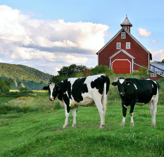 Bed and Breakfast Farm with Cows