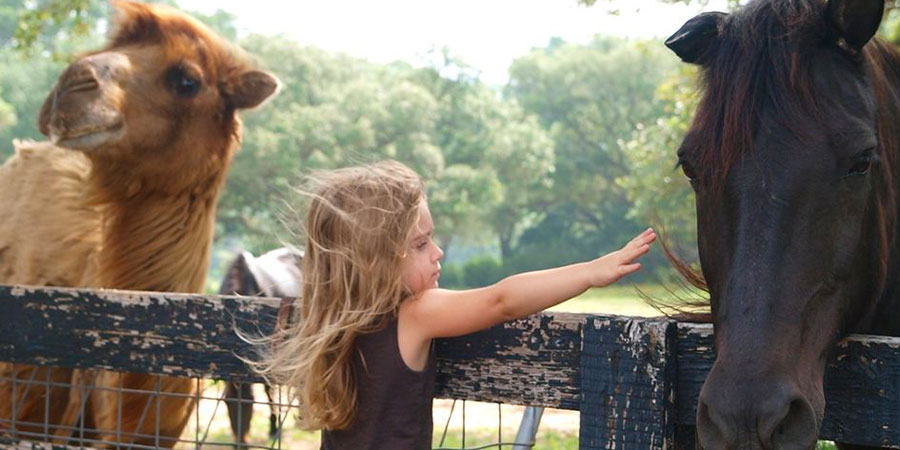 Family Friendly Blisswood Inn, little girl petting a horse