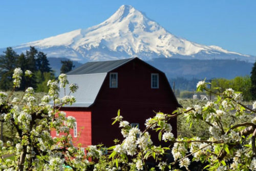 Parkdale Inn barn, with view of Mount Hood in the background