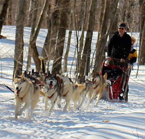 Vermont dogsledding